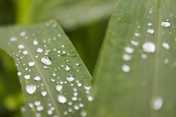 포토 JPG 해외이미지 식물 백그라운드 잎 자연 아침 추상 프레임 사람없음 초록색 물 빛 반사 환경 정원 봄 거품 젖음 성장 흰색 물방울 신선 투명 액체 닫기 떨어짐 보호 이슬 수분 빗방울 허브 순수 질감 보케 내추럴 해외202004 해외포토 주간 자연요소 계절 컬러 컨셉 무늬 모션 비_날씨 생태계 파일형식 이미지허브