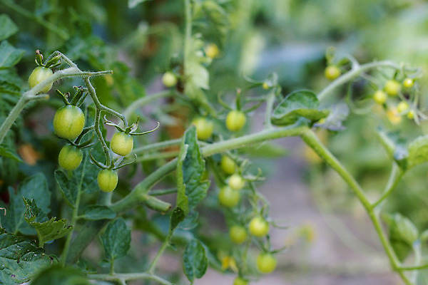 포토 JPG 해외이미지 식물 계절 음식 백그라운드 잎 농업 토마토 채소 과일 자연 건강 사람없음 야외 초록색 농작물 농장 정원 수확 성장 나뭇가지 신선 원형 체리 맛 다발 유기농 생태계 원예 내추럴 밭일 숙성 온실 채식주의자 세련 해외202004 해외포토 도형 나무 웰빙 산업 컬러 컨셉 취미 채식 파일형식 이미지허브