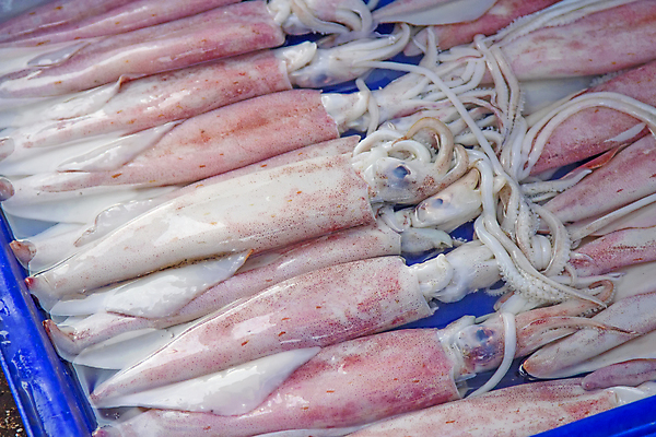 포토 JPG 해외이미지 동물 디자인 음식 바다 백그라운드 패턴 자연 낚시 연체동물 잉크 건강 어류 요리 사람없음 물 갈색 쌓기 주방 얼음 검은색 수중 흰색 신선 그룹 시장 맛 해산물 만족 오징어 날것 문어 촉수 리빙 고립 해외202004 해외포토 자연요소 감정 컬러 컨셉 무늬 모션 레저 무척추동물 수중동물 생태계 파일형식 이미지허브