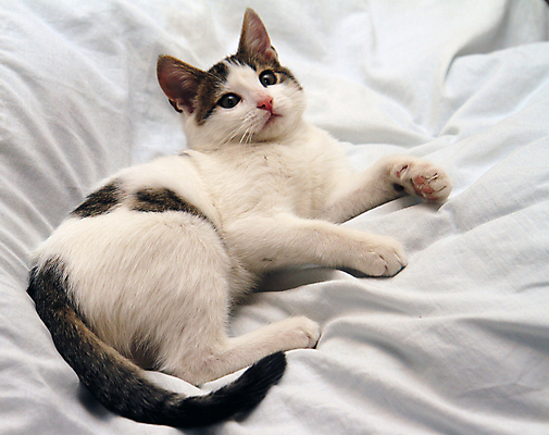 포토 JPG 해외이미지 동물 새끼 장난 포유류 발 휴식 수염 털 사람없음 야외 초록색 반려동물 고양이 줄무늬 잠 호기심 낮잠 귀 얼룩무늬 단계 게으름 발톱 해외202004 해외포토 감정 컬러 컨셉 무늬 신체부위 파일형식 이미지허브