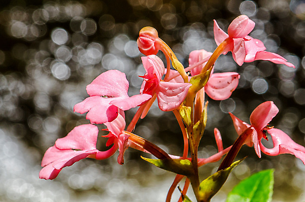 포토 JPG 해외이미지 나무 식물 계절 공원 꽃 분홍색 백그라운드 잎 꽃무늬 모션 태국 자연 휴가 휴식 부활절 풍경 사람없음 목재 아웃포커스 초록색 물 강 컬러풀 정원 보라색 수영 봄 활발 폭포 젖음 흐름 성장 벚꽃 가을 용 신선 개화 개울 난초 소프트포커스 숲 혀 순수 원예 복숭아 천국 블러 이국적 전국 파라다이스 해외202004 해외포토 자연요소 공공시설 기념일 아시아 컬러 컨셉 무늬 과일 재료 촬영기법 취미 수상스포츠 입 생태계 파일형식 이미지허브
