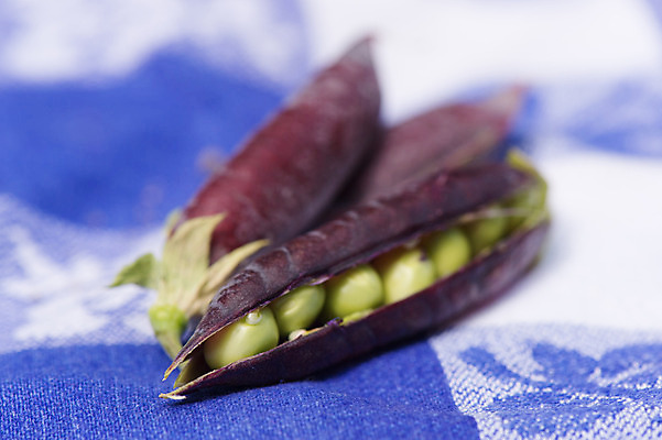 포토 JPG 해외이미지 음식 채소 사람없음 파란색 껍질 직물 신선 오픈 준비 완두콩 꼬투리 해외202004 해외포토 컬러 콩 파일형식 이미지허브