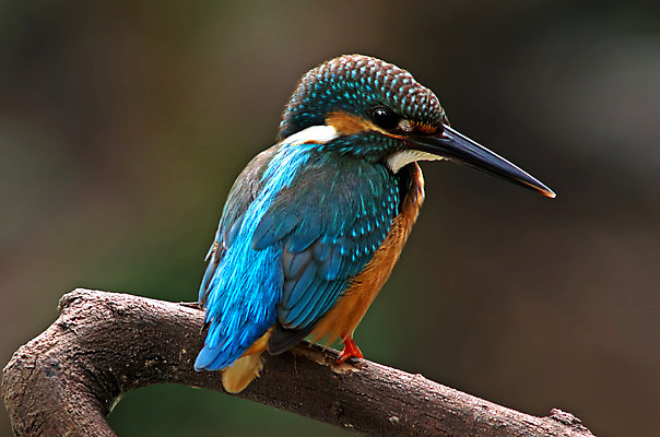 포토 JPG 해외이미지 나무 동물 여자 남자 아시아 얼굴 야생동물 백그라운드 날개 자연 조류 사람없음 야외 목재 가로 초록색 컬러풀 머리 환경 나뭇가지 막대기 닫기 숲 깃털 꼬리 부리 서식지 물총새 생태학 이국적 해외202004 해외포토 식물 교육 나라 컬러 재료 모션 사람 신체부위 생태계 파일형식 이미지허브