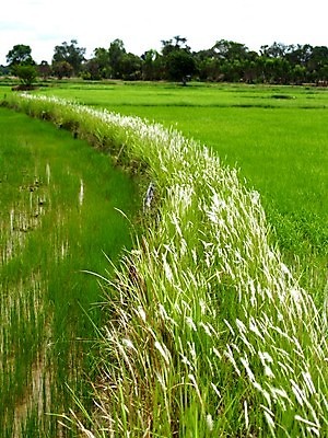 포토 JPG 해외이미지 식물 꽃잎 꽃 분홍색 꽃무늬 오렌지 자연 국화 사람없음 빨간색 여름 세트 컬러풀 장미 노란색 보라색 봄 활발 벚꽃 흰색 신선 개화 그룹 난초 변화 선택 백합 자르기 수집 달리아 제비꽃 묘사 코스모스 데이지 붓꽃 고립 섞기 아욱 많음 피튜니아 해외202004 해외포토 계절 컬러 컨셉 무늬 과일 모션 생태계 파일형식 이미지허브