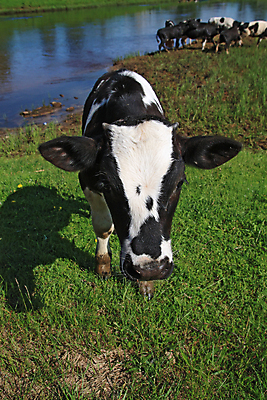포토 JPG 해외이미지 동물 척추동물 1 응시 농업 포유류 자연 새로움 육류 서기 사람없음 야외 초록색 컬러풀 햇빛 검은색 가축 목장 흰색 시골 소 유머 시장 볏짚 군중 방목 어깨 호기심 황소 정사각형 슛 장면 숨김 송아지 거짓말 천진난만 귀리 해외202004 해외포토 도형 시선 감정 산업 새끼 컬러 컨셉 식재료 모션 곡류 사람 신체부위 태양 짚 축산업 생태계 파일형식 이미지허브