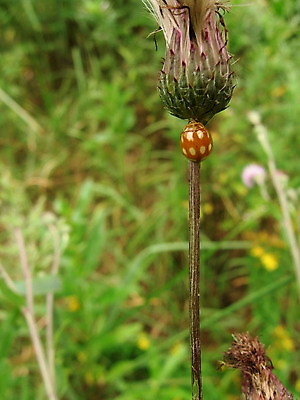 포토 JPG 해외이미지 식물 동물 꽃 줄기 곤충 백그라운드 밭 자연 사람없음 빨간색 벌레 딱정벌레 무당벌레 동물상 해외202004 해외포토 컬러 농업 조형물 생태계 파일형식 이미지허브