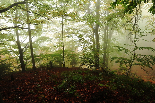 포토 JPG 해외이미지 나무 계절 백그라운드 잎 자연 아침 날씨 산 그림자 이끼 풍경 사람없음 목재 초록색 빛 환경 안개 가을 황무지 숲 신비 공상 내추럴 땅바닥 뿌연 해외202004 해외포토 주간 식물 컬러 컨셉 재료 바닥 생태계 파일형식 이미지허브