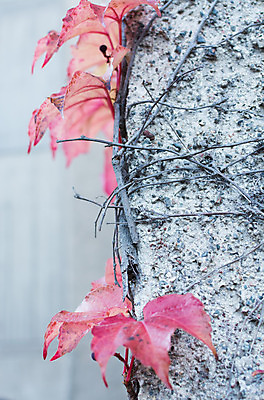 포토 JPG 해외이미지 식물 외관 벽 분홍색 백그라운드 잎 자연 사람없음 야외 장식 빨간색 세로 평화 침묵 회색 성장 가을 나뭇가지 유기농 포도나무 내추럴 해외202004 해외포토 나무 웰빙 계절 컬러 컨셉 소리 과일나무 생태계 파일형식 이미지허브