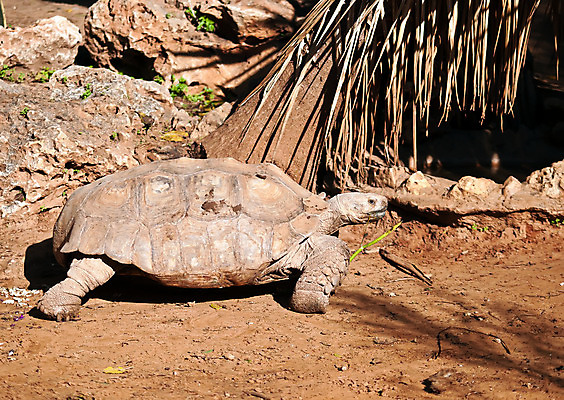 포토 JPG 해외이미지 동물 야생동물 잎 파충류 자연 건조 저울 종류 사람없음 환경 껍질 행운 거북이 보호 큼 땅 먹기 피부 에콰도르 갈라파고스 멸종 느림 거인 동물상 옛날 해골모형 노화 해외202004 해외포토 식물 컨셉 모션 신체부위 조형물 모형 남아메리카 크기 생태계 파일형식 이미지허브