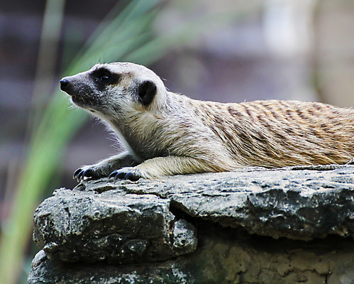 포토 JPG 해외이미지 동물 응시 야생동물 아프리카 자연 사람없음 고양이 잠 내추럴 미어캣 해외202004 해외포토 시선 나라 포유류 반려동물 생태계 파일형식 이미지허브