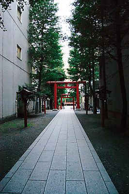 포토 JPG 해외이미지 나무 문화 여행 불교 휴가 거리 풍경 사람없음 야외 여행객 일본 사찰 끝 도쿄 발사 배낭여행 대문 방문 백패커 해외202004 해외포토 식물 아시아 종교 종교건축 사람 문 파일형식 이미지허브