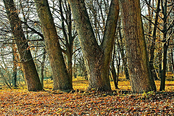 포토 JPG 해외이미지 나무 식물 공원 낙엽 잎 오렌지 자연 이끼 풍경 사람없음 야외 빨간색 세로 초록색 노란색 환경 활발 성장 가을 나뭇가지 시간 소나무 황무지 보호 숲 큼 질감 나무껍질 멀리 거인 내추럴 옛날 웅장함 줄서기 해외202004 해외포토 계절 공공시설 컬러 컨셉 과일 모션 껍질 크기 생태계 파일형식 이미지허브