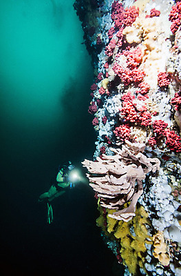 포토 JPG 해외이미지 라이프스타일 스포츠 바다 여행 백그라운드 캐나다 자연 표면 휴가 어류 가면 사람 사람없음 물 파란색 햇빛 수중 수영 시간 스노클링 산호 아래 다이빙 암초 깊이 벤쿠버 해외202004 해외포토 자연요소 컬러 북아메리카 생활 태양 수중동물 수상스포츠 자포동물 방향 생태계 위치 수중스포츠 파일형식 이미지허브