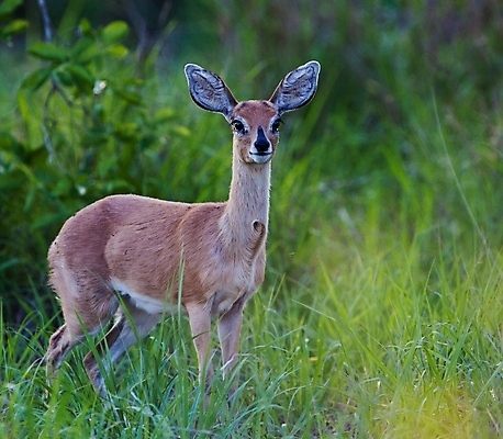 포토 JPG 해외이미지 동물 한마리 응시 야생동물 새끼 포유류 아프리카 자연 뿔 서기 사람없음 야외 옆모습 가로 초록색 갈색 일몰 황무지 고독 사파리 영양 케냐 노려봄 가젤 보호구역 사바나 초식 탄자니아 평야 해외202004 해외포토 1 시선 감정 나라 뷰포인트 컬러 모션 표정 노을 생태계 구역 파일형식 이미지허브