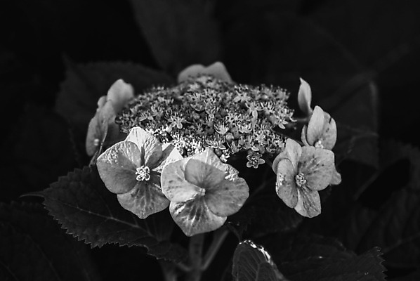 포토 JPG 해외이미지 식물 꽃잎 꽃 백그라운드 꽃무늬 자연 추상 미술 사람없음 검은색 봄 벚꽃 흰색 신선 닫기 질감 내추럴 고립 해외202004 해외포토 계절 컬러 무늬 모션 문화예술 생태계 파일형식 이미지허브