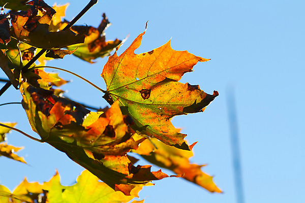 포토 JPG 해외이미지 나무 식물 계절 줄기 단풍 잎 꽃무늬 오렌지 자연 하늘 추상 기술 사람없음 가로 빨간색 초록색 파란색 컴퓨터 햇빛 갈색 노란색 활발 젖음 가을 나뭇가지 황금 숲 아래 가득함 오브젝트 질감 해외202004 해외포토 꽃 컬러 컨셉 무늬 과일 전자제품 태양 방향 생태계 위치 파일형식 이미지허브