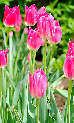 포토 JPG 해외이미지 식물 꽃잎 꽃 분홍색 잎 꽃무늬 자연 사람없음 초록색 봄 튤립 벚꽃 신선 해외202004 해외포토 계절 컬러 무늬 생태계 파일형식 이미지허브