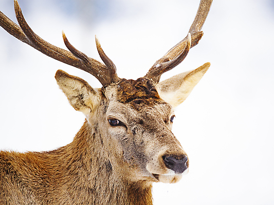 포토 JPG 해외이미지 나무 동물 응시 계절 남자 야생동물 크리스마스 겨울 밭 포유류 자연 사슴 새로움 뿔 풍경 사람없음 야외 파란색 냉동 추위 흰색 신선 소나무 황무지 선택 군중 숲 연도 사냥 침엽수 내추럴 경보 폭설 가문비나무 해외202004 해외포토 식물 시선 기념일 컬러 컨셉 농업 눈_날씨 사람 자연재해 생태계 파일형식 이미지허브