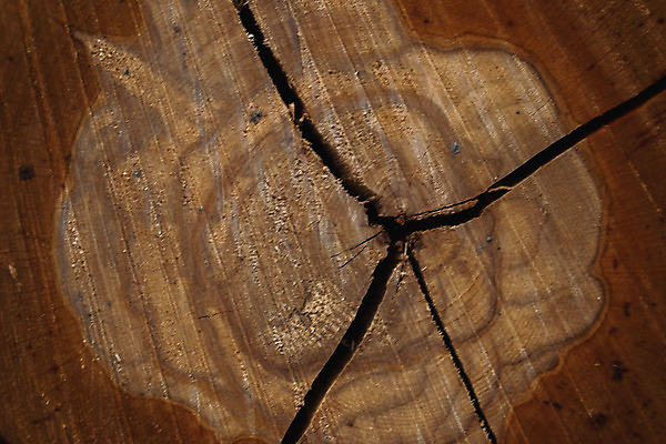 포토 JPG 해외이미지 모양 나무 디자인 백그라운드 십자가 패턴 부분 자연 표면 추상 사람없음 목재 갈색 회색 성장 반지 소나무 원형 숲 자르기 질감 통나무 나무껍질 내추럴 삼나무 수목 옛날 해외202004 해외포토 도형 식물 컬러 무늬 재료 장신구 모션 껍질 생태계 파일형식 이미지허브