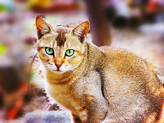 포토 JPG 해외이미지 동물 응시 포유류 털 사람없음 야외 빨간색 갈색 머리 고양이 표현 닫기 콧수염 육식동물 해외202004 해외포토 시선 컬러 모션 수염 신체부위 반려동물 파일형식 이미지허브