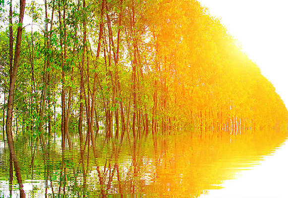 포토 JPG 해외이미지 나무 식물 길 잎 자연 풍경 사람없음 야외 목재 초록색 환경 맑음 봄 산책 나뭇가지 숲 오솔길 해외202004 해외포토 계절 컬러 재료 날씨 휴식 생태계 파일형식 이미지허브