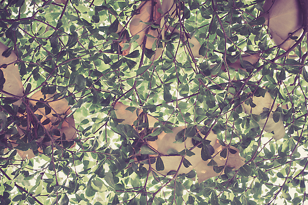 포토 JPG 해외이미지 식물 디자인 계절 백그라운드 잎 크리스마스 패턴 자연 하늘 추상 사람없음 빨간색 초록색 여름 빛 컬러풀 햇빛 환경 맑음 봄 활발 숲 질감 부드러움 내추럴 광 생태학 효과 해외202004 해외포토 교육 기념일 컬러 컨셉 무늬 날씨 태양 감각 생태계 파일형식 이미지허브