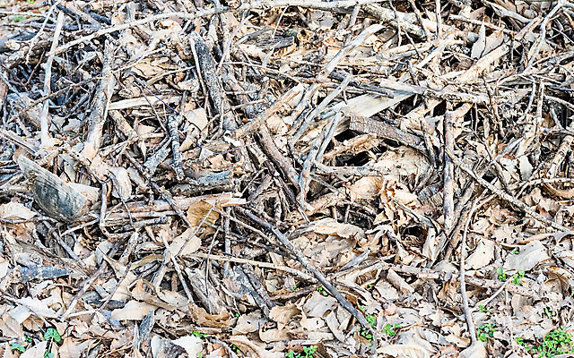 포토 JPG 해외이미지 나무 식물 디자인 백그라운드 잎 패턴 자연 벽지 추상 건조 사람없음 야외 목재 장식 갈색 정원 수확 가을 흰색 나뭇가지 죽음 붓 닫기 묘사 유기농 질감 정맥 내추럴 해외202004 해외포토 웰빙 계절 컬러 무늬 농업 재료 모션 생태계 혈관 파일형식 이미지허브