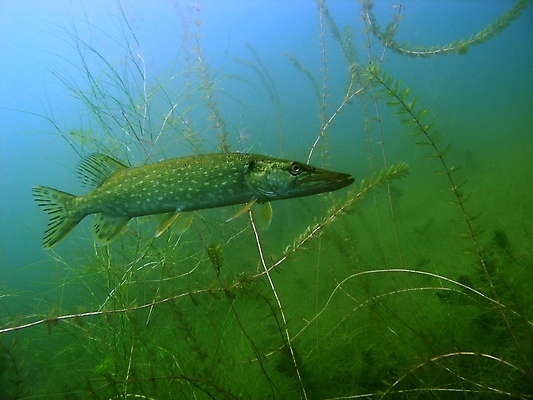 포토 JPG 해외이미지 식물 동물 야생동물 잎 자연 어류 사람없음 초록색 물 사진촬영 수중 스노클링 잠수함 동물상 민물 해외202004 해외포토 자연요소 컬러 조형물 촬영 수중동물 수상스포츠 생태계 파일형식 이미지허브