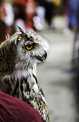 포토 JPG 해외이미지 나무 동물 얼굴 야생동물 백그라운드 밭 날개 자연 조류 앉기 사람없음 초록색 여름 갈색 노란색 머리 검은색 흰색 관찰 닫기 야간 작음 먹이 깃털 부리 육식동물 부엉이 사냥꾼 외양간 고립 해외202004 해외포토 자연요소 식물 직업 계절 컬러 농업 모션 신체부위 크기 생태계 파일형식 이미지허브
