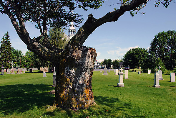 포토 JPG 해외이미지 나무 종교 사람없음 죽음 무덤 비석 묘사 신성 해외202004 해외포토 식물 파일형식 이미지허브