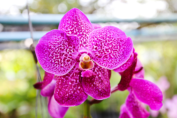 포토 JPG 해외이미지 식물 꽃 분홍색 꽃다발 백그라운드 잎 오렌지 자연 이벤트 사람없음 장식 초록색 머리 환경 정원 보라색 성장 벚꽃 흰색 나뭇가지 화려 난초 고급 우아함 보호 불기 제비꽃 오브젝트 싱글 데이지 심플 고립 부족함 해외202004 해외포토 나무 컬러 컨셉 과일 모션 신체부위 생태계 파일형식 이미지허브