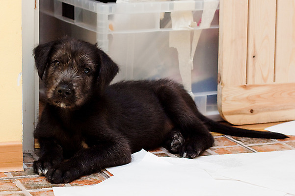포토 JPG 해외이미지 동물 응시 종이 벽 포즈 놀이 바닥 주택 실내 사람없음 내부 반려동물 상자 노란색 검은색 방 개 강아지 거짓말 해외202004 해외포토 시선 컬러 포유류 건물 파일형식 이미지허브