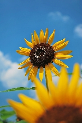 포토 JPG 해외이미지 구름 공원 꽃 행복 얼굴 여행 백그라운드 컨셉 유니폼 잎 밭 하늘 성공 해바라기 씨앗 사람없음 여름 파란색 컬러풀 노란색 평화 일본 화목 기쁨 자유 정상 큼 방향 가득함 심볼 순수 묘사 동성애자 무료 오사카 완벽 추출 전경 해외202004 해외포토 자연요소 식물 옷 계절 공공시설 감정 아시아 컬러 농업 풍경 신체부위 크기 파일형식 탑뷰 성소수자 이미지허브