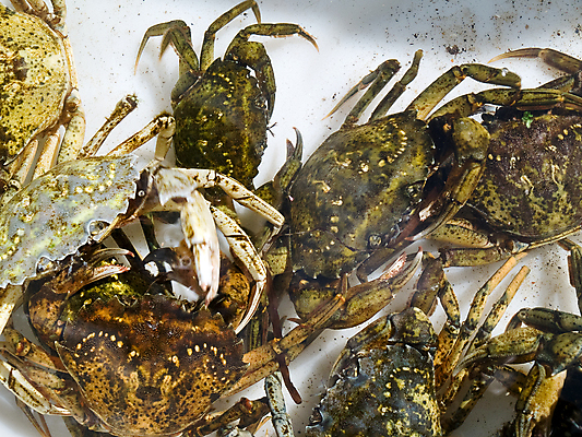 포토 JPG 해외이미지 동물 음식 바다 농업 자연 낚시 조개 사람없음 물 식당 식사 게 껍질 신선 잡기 선택 해산물 상업 어장 대서양 집게발 해외202004 해외포토 자연요소 산업 컨셉 모션 레저 어패류 갑각류 상점 생태계 파일형식 이미지허브