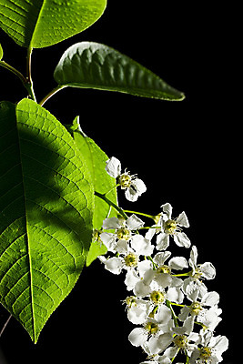 포토 JPG 해외이미지 나무 식물 꽃잎 꽃 잎 조류 사람없음 초록색 노란색 정원 검은색 봄 성장 벚꽃 나뭇가지 신선 체리 고립 막자 해외202004 해외포토 동물 계절 컬러 과일 파일형식 이미지허브