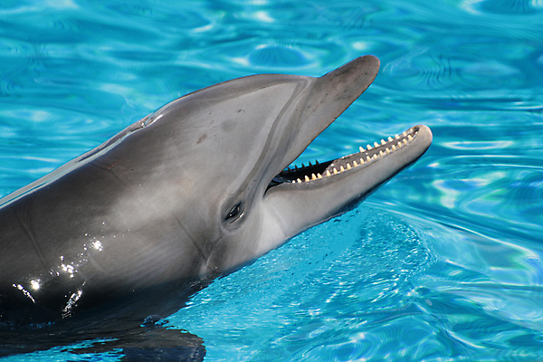 포토 JPG 해외이미지 동물 행복 아들 야생동물 바다 포유류 놀이 하늘 생물 사람없음 초록색 물 파란색 반사 점프 수영 힘 기쁨 광선 게임 시간 떨어짐 돌고래 쇼 태평양 수영선수 대야 지능 해외202004 해외포토 자연요소 감정 컬러 컨셉 가족 모션 운동선수 수중동물 수상스포츠 파일형식 이미지허브