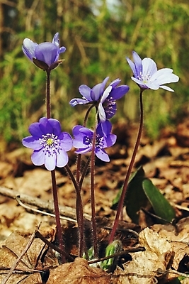 포토 JPG 해외이미지 나무 꽃잎 꽃 꽃다발 잎 자연 날씨 건조 사람없음 초록색 갈색 봄 숲 제비꽃 라일락 생태학 해외202004 해외포토 식물 계절 교육 컬러 생태계 파일형식 이미지허브