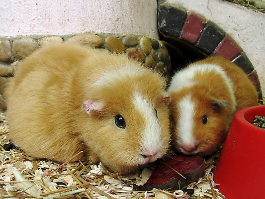 포토 JPG 해외이미지 동물 음식 2 포유류 털 종류 사람없음 반려동물 식사 고양이 돼지 쌍 설치류 작음 비트 수유 채식주의자 초식 톱밥 해외202004 해외포토 채소 크기 가루 채식 파일형식 이미지허브