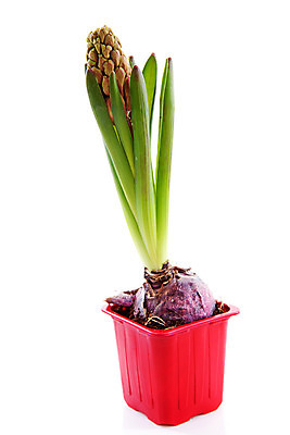 포토 JPG 해외이미지 식물 계절 꽃 줄기 전구 자연 사람없음 빨간색 봄 벚꽃 냄비 고립 히아신스 해외202004 해외포토 컬러 솥 생태계 파일형식 이미지허브