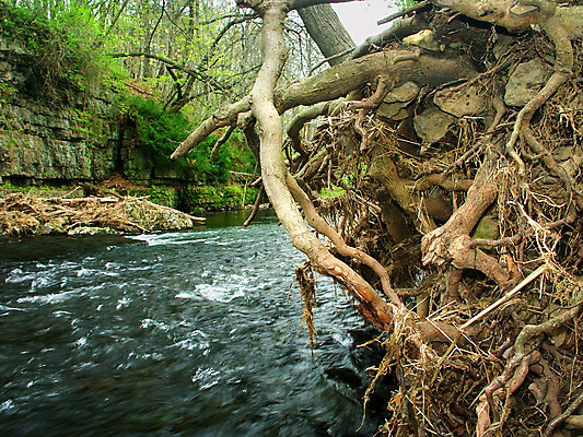 포토 JPG 해외이미지 나무 식물 공원 여행 자연 이끼 풍경 사람없음 야외 강 환경 골짜기 미국 흙 시간 개울 황무지 급류 사과 숲 부식 생태계 뿌리 먼지 장면 지역 서식지 내추럴 방법 생태학 현재 해외202004 해외포토 공공시설 교육 컨셉 북아메리카 과일 파일형식 이미지허브