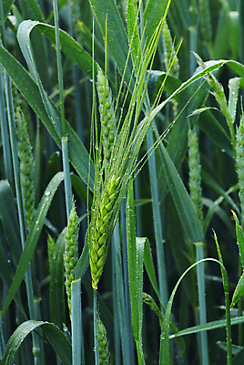 포토 JPG 해외이미지 식물 음식 빵 줄기 백그라운드 잎 밭 농업 자연 건강 옥수수 씨앗 사람 사람없음 세로 초록색 여름 농작물 농장 수확 성장 껍질 시골 낟알 시리얼 굽기 묘사 유기농 귀 스파이크 내추럴 호밀 해외202004 해외포토 웰빙 계절 산업 컬러 곡류 신체부위 구이 생태계 파일형식 이미지허브