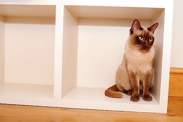 포토 JPG 해외이미지 동물 가구 포유류 수염 앉기 동양인 사람없음 반려동물 상자 최고 기다림 찬장 정사각형 숨기 인내 버미즈 해외202004 해외포토 도형 생활용품 모션 인종 고양이 파일형식 이미지허브