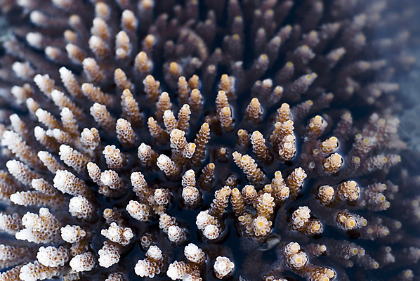 포토 JPG 해외이미지 바다 손가락 자연 사람없음 물 성장 산호 생물학 암초 내추럴 해외202004 해외포토 자연요소 손 교육 자포동물 생태계 파일형식 이미지허브