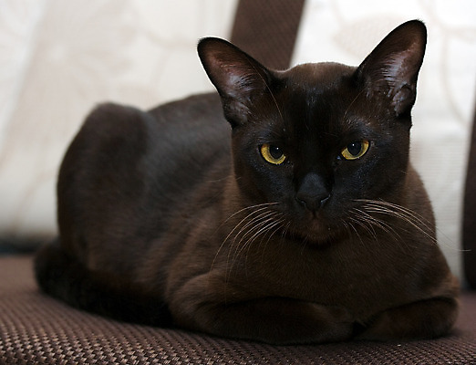 포토 JPG 해외이미지 동물 응시 친절 수염 사람없음 갈색 초콜릿 흰색 호기심 턱 거짓말 기르기 아이라이너 유래 버미즈 해외202004 해외포토 시선 감정 컬러 컨셉 디저트 고양이 돌봄 파일형식 이미지허브