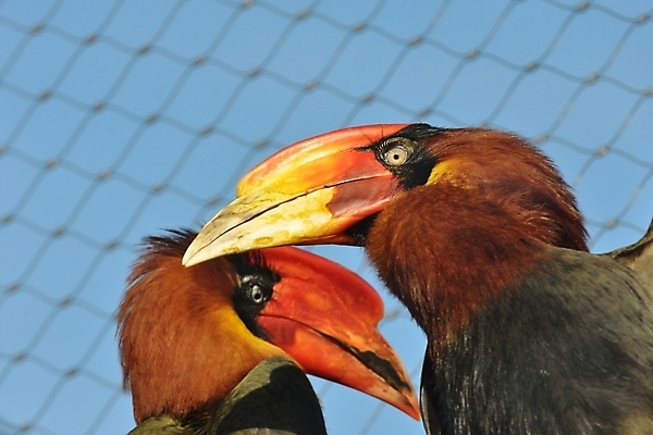 포토 JPG 해외이미지 동물 아시아 야생동물 백그라운드 오렌지 아프리카 자연 조류 뿔 사람없음 빨간색 컬러풀 노란색 쌍 숲 열대우림 깃털 부리 말레이시아 계산서 이국적 해외202004 해외포토 나라 컬러 과일 생태계 파일형식 이미지허브