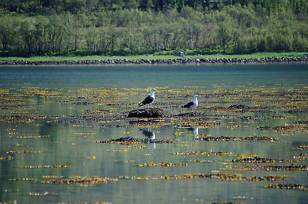 포토 JPG 해외이미지 계절 바다 신체 오렌지 자연 갈매기 조류 노르웨이 사람없음 물 검은색 흰색 큼 부리 북쪽 해외202004 해외포토 자연요소 동물 유럽 컬러 과일 크기 방향 생태계 파일형식 이미지허브