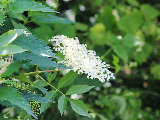 포토 JPG 해외이미지 나무 식물 계절 열매 꽃 유럽 음료 음식 백그라운드 잎 꽃무늬 재료 자연 건강 사람없음 치료 초록색 약 노란색 정원 검은색 봄 벚꽃 흰색 나뭇가지 신선 개화 약초 허브 관목 내추럴 고립 해외202004 해외포토 나라 컬러 무늬 의학 풀_식물 생태계 파일형식 이미지허브