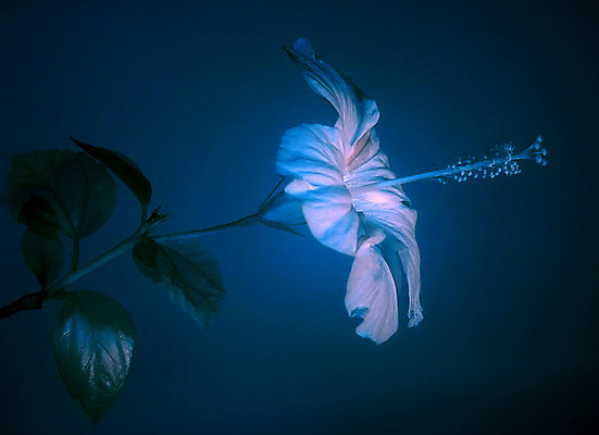 포토 JPG 해외이미지 나무 식물 꽃잎 꽃 백그라운드 잎 꽃무늬 자연 사람없음 빨간색 초록색 장미 스크린 정원 검은색 벚꽃 내추럴 꽃수술 적외선 히비스커스 해외202004 해외포토 컬러 무늬 생태계 파일형식 이미지허브