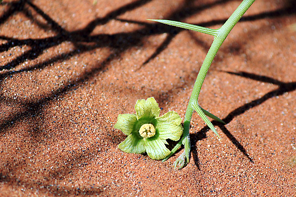 포토 JPG 해외이미지 식물 모래 여행 잎 아프리카 자연 건조 풍경 사람없음 파란색 환경 침묵 흙 사막 뜨거움 황무지 땅 모래언덕 가뭄 리빙 남쪽 내추럴 나미비아 생태학 특별함 해외202004 해외포토 교육 나라 컬러 컨셉 날씨 소리 방향 언덕 생태계 남아프리카 파일형식 이미지허브