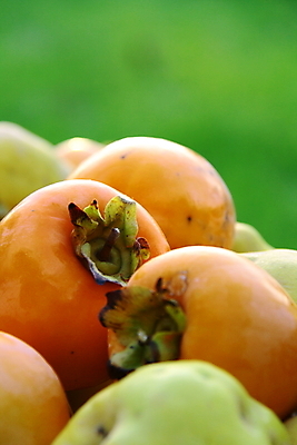 포토 JPG 해외이미지 나무 계절 음식 백그라운드 잎 농업 오렌지 과일 자연 건강 감 풍경 사람없음 야외 초록색 컬러풀 수확 가을 신선 원형 시장 달콤 먹기 유기농 날것 내추럴 이국적 채식주의자 많음 해외202004 해외포토 도형 식물 웰빙 산업 컬러 컨셉 모션 맛 생태계 채식 파일형식 이미지허브